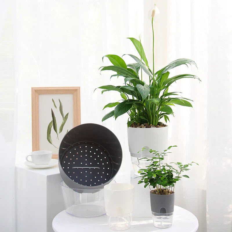 Selbstbewässernder AquaBloom Pflanzenkübel mit grüner Pflanze, perfekt als moderne Indoor-Dekoration für gesunde Pflanzen.
