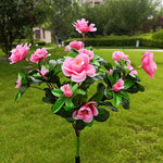 Rosa