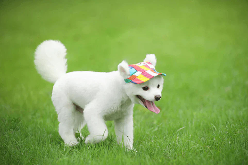 Hundezubehör: Schicke Hunde-Baseballkappe in rot schützt deinen Hund vor der Sonne.