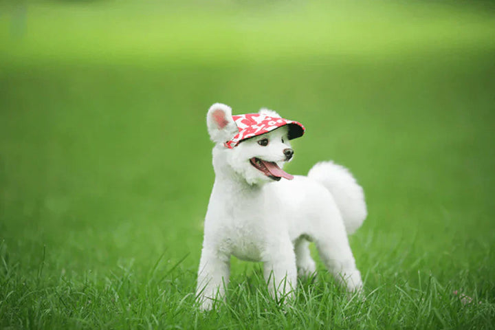 Tierbedarf: Modische Hunde-Kappe für Outdoor-Aktivitäten, bietet effektiven Sonnenschutz.