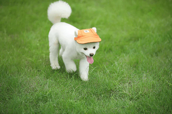 Verstellbare Hunde-Kappe, perfekt für Hundemode und Schutz vor UV-Strahlen im Sommer.