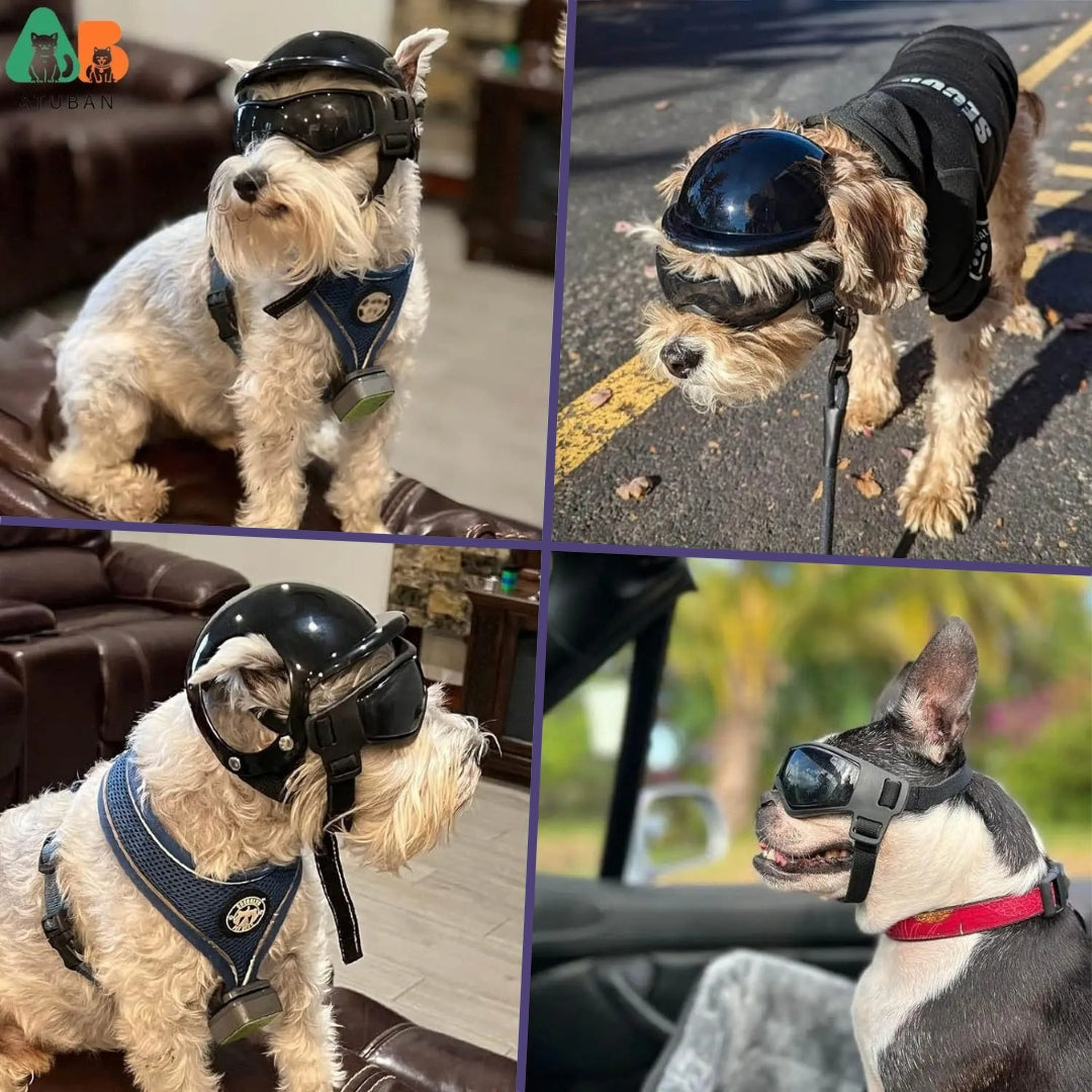 RiderPaw Hundehelm & Schutzbrille, schwarz. Perfekte Hundeausrüstung für Motorradtouren und Reiseschutz.