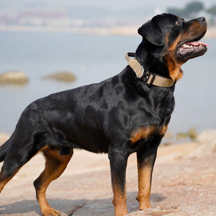 Robustes taktisches Nylonhalsband für Hundetraining und Outdoor-Abenteuer, mit PowerGrip Griff zur Kontrolle.