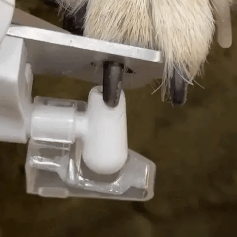 Tierkrallenschneider & Schleifer mit LED für Hunde & Katzen. Sanfte, schmerzfreie Haustierpflege.