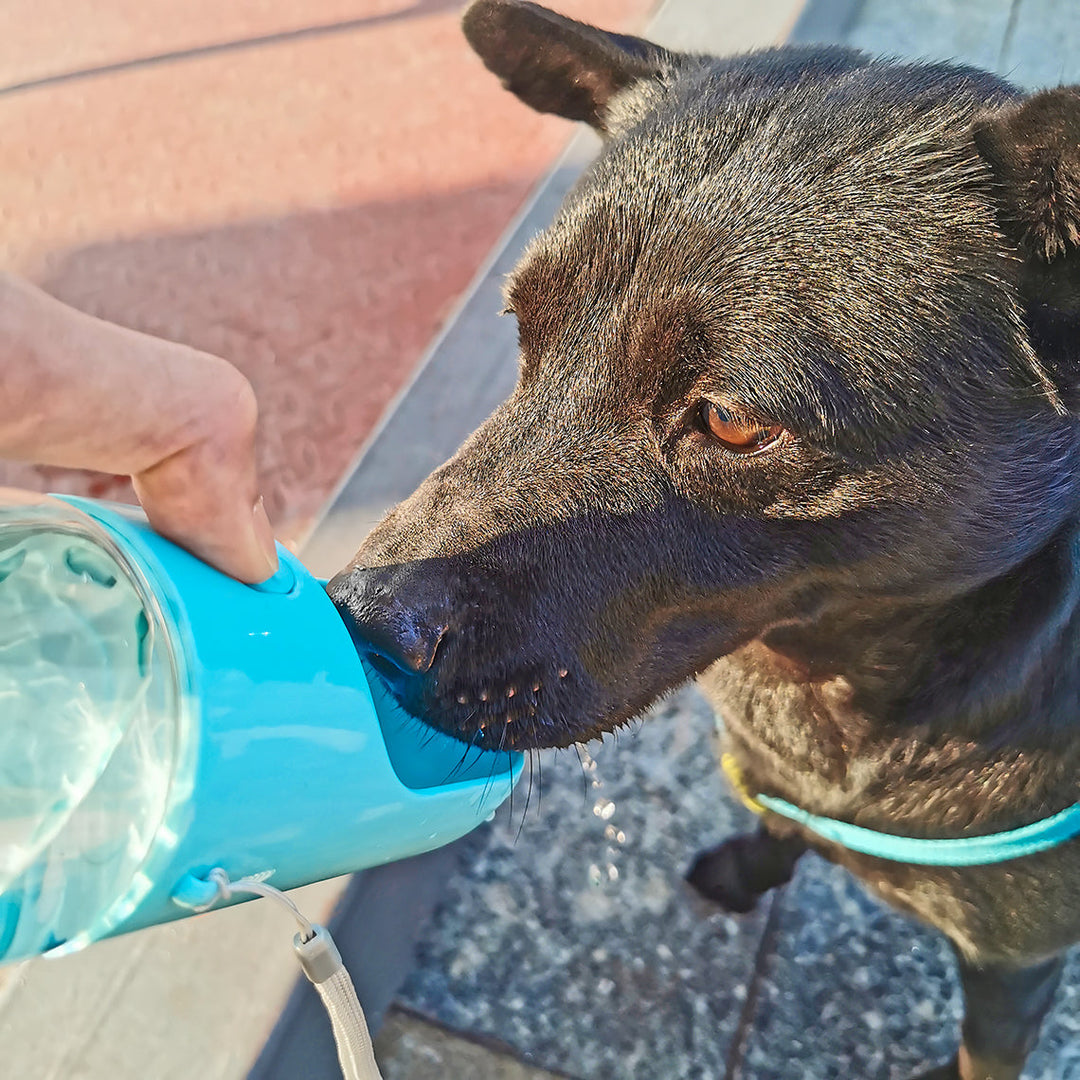 Praktische Hunde Trinkflasche mit ausklappbarem Trinknapf. Bietet frisches Wasser auf Reisen & im Park.
