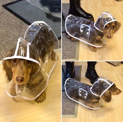 Mittlerer Hund in DryPaw transparenter Hundebekleidung, wasserdicht und stilvoll bei jedem Wetter.