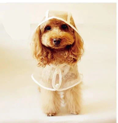 Stilvolle transparente DryPaw Hunde-Regenjacke: wasserdicht, winddicht, bester Regenschutz für Haustiere.