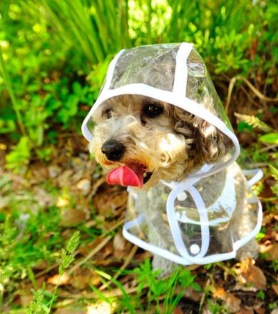 Wasserdichte DryPaw Hunde-Regenjacke schützt Haustier vor Wind & Regen, ideale Hundebekleidung.