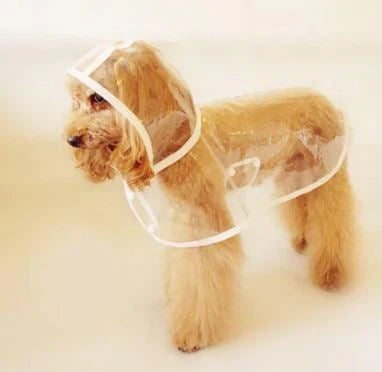 Aktiver Hund läuft im Regen: transparente DryPaw Regenjacke schützt effektiv vor Nässe & Schmutz.