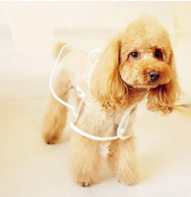 Spielender Hund in DryPaw transparenter Hunderegenjacke, wasserdichter Allwetterschutz für Welpen & Hunde.