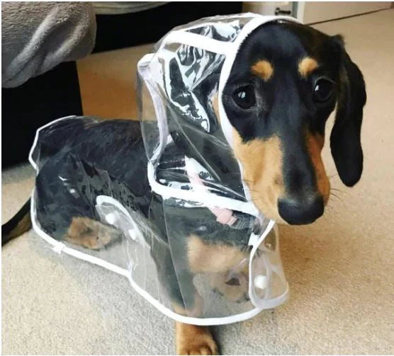 Nahaufnahme der transparenten, wasserdichten DryPaw Hunde-Regenjacke, leichtes & robustes Hundezubehör.
