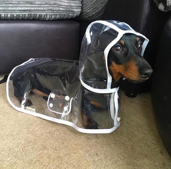 Einfach anzulegende transparente DryPaw Hunde-Regenjacke für schnellen, effektiven Regenschutz.
