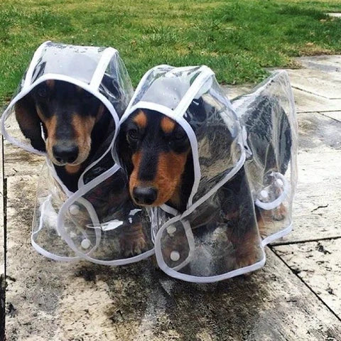 Kleiner Hund trägt transparente DryPaw Regenjacke, ideal für trockene Haustierspaziergänge bei Regen.