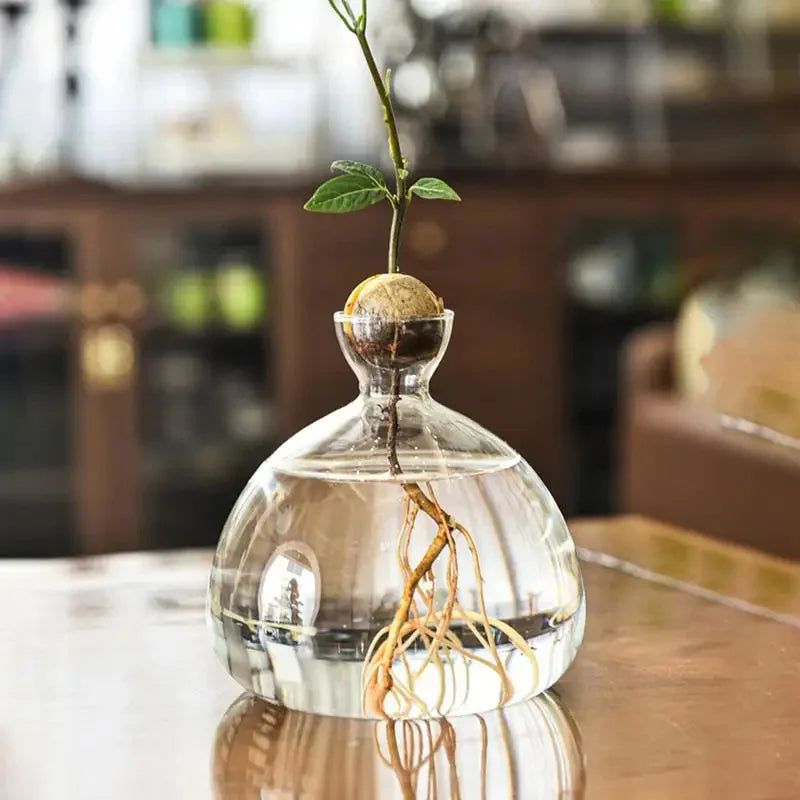 Transparentes Avocado Vase Glas für Pflanzenanzucht, ideal für Keimlinge und Wurzeln.