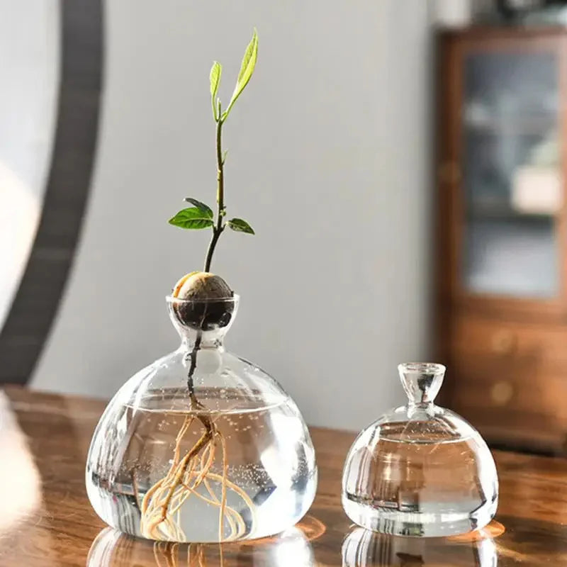 Elegante Glas Avocado Vase, transparentes Keimglas für stilvolle Pflanzenanzucht & Wohndeko.