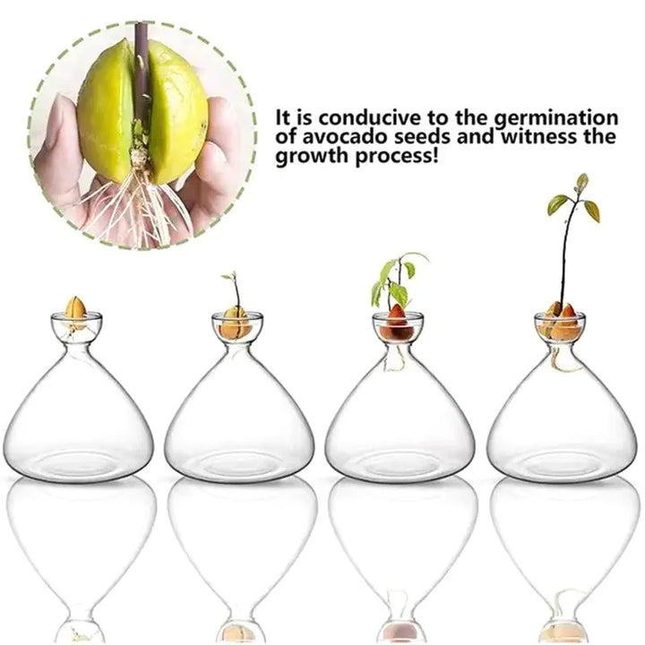 Entdecken Sie Pflanzenwachstum: Transparentes Keimglas als Avocado Vase für einfache Pflanzenanzucht.
