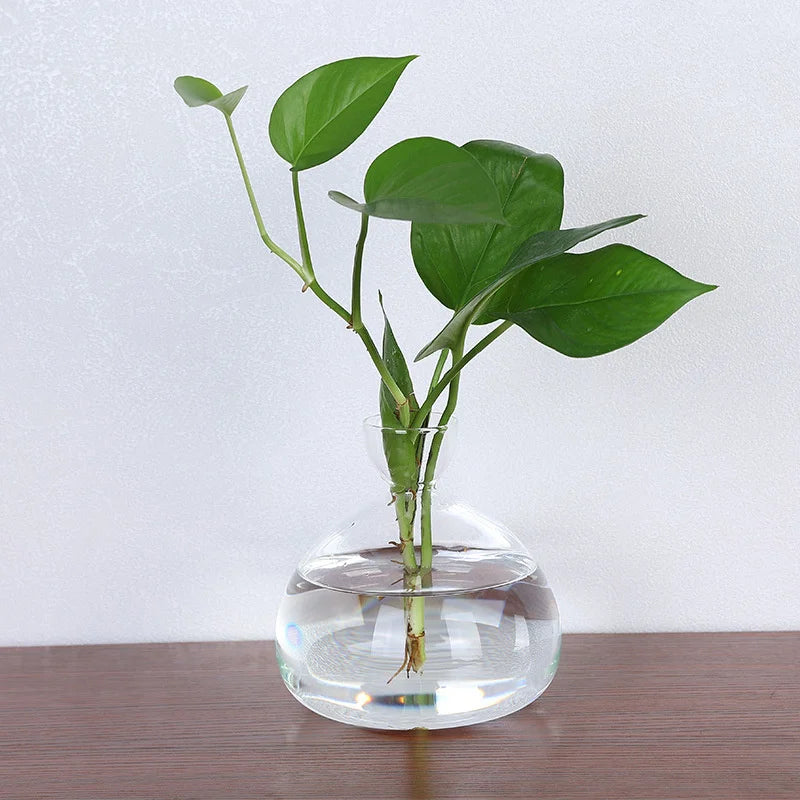 Stilvolles Pflanzgefäß: Glas Avocado Vase als transparente Wohndeko für Pflanzenliebhaber.