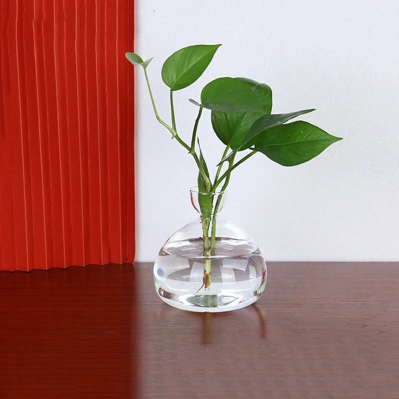 Transparentes Keimglas zur Naturbeobachtung, Avocado Vase für die Anzucht von Pflanzen.