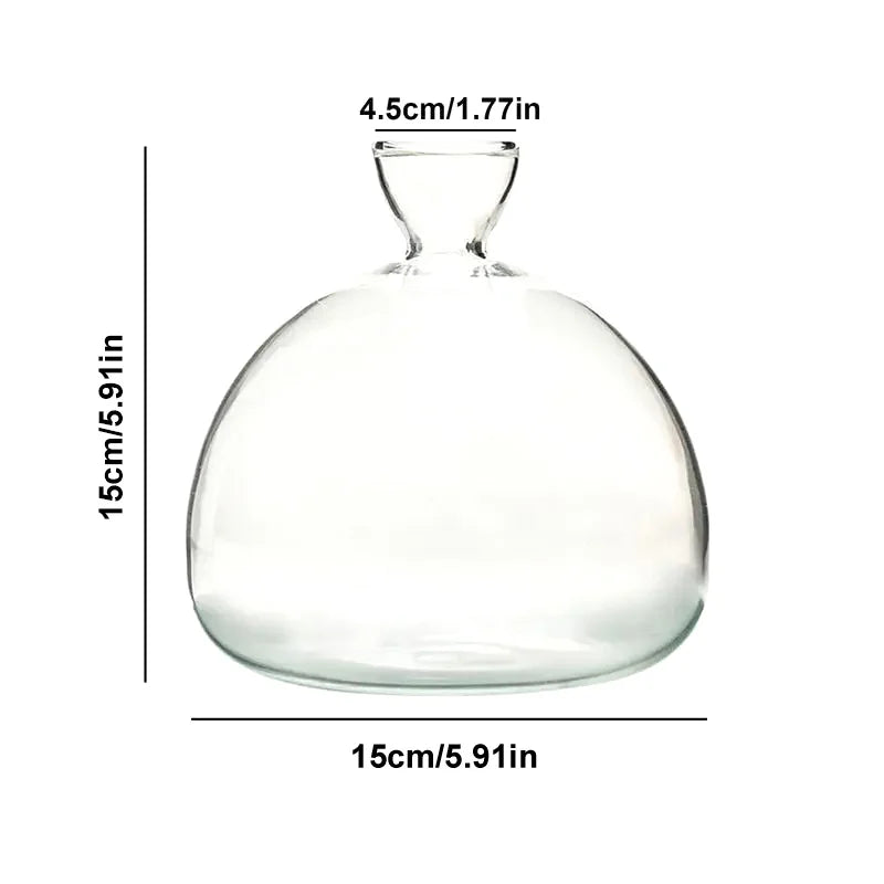 Klares Keimglas als Avocado Vase, perfekt zur Anzucht von Avocadokernen und anderen Pflanzen.