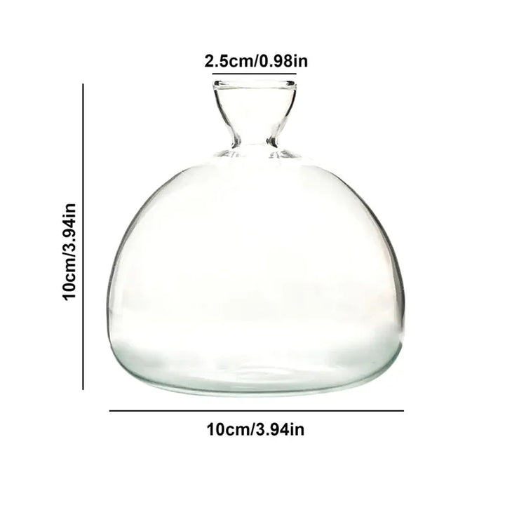 Minimalistische Glas Avocado Vase, transparentes Keimglas für einfache und schöne Pflanzenanzucht.