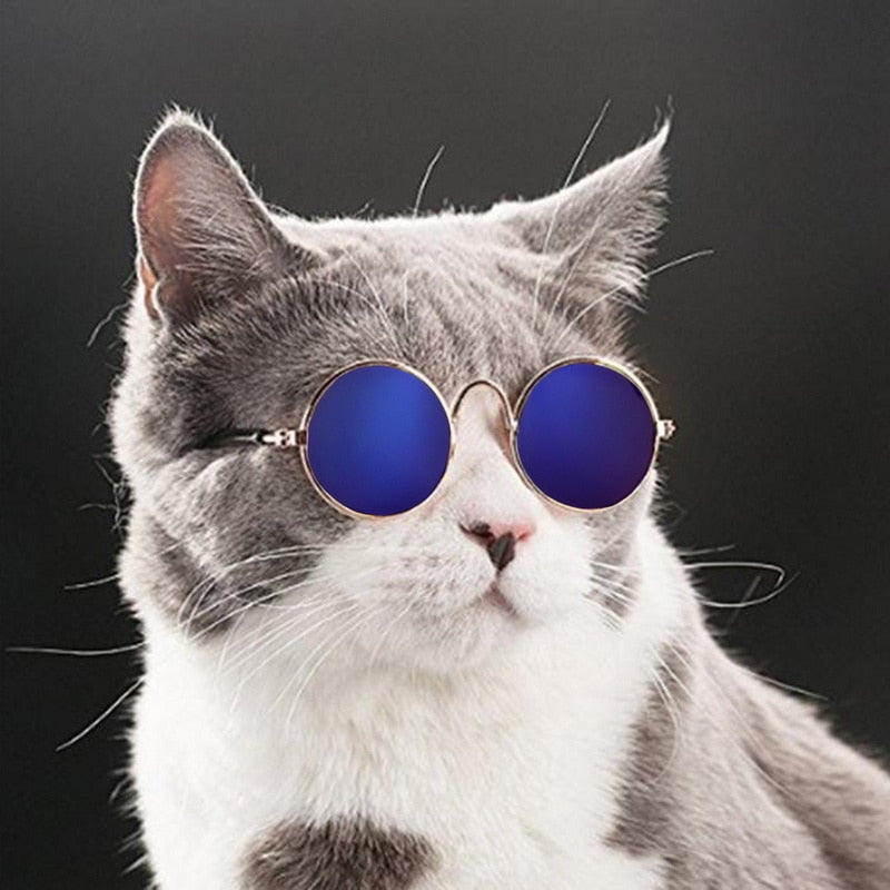 Modische Katzenbrille KittyShades, das perfekte Haustieraccessoire für kleine Tiere.