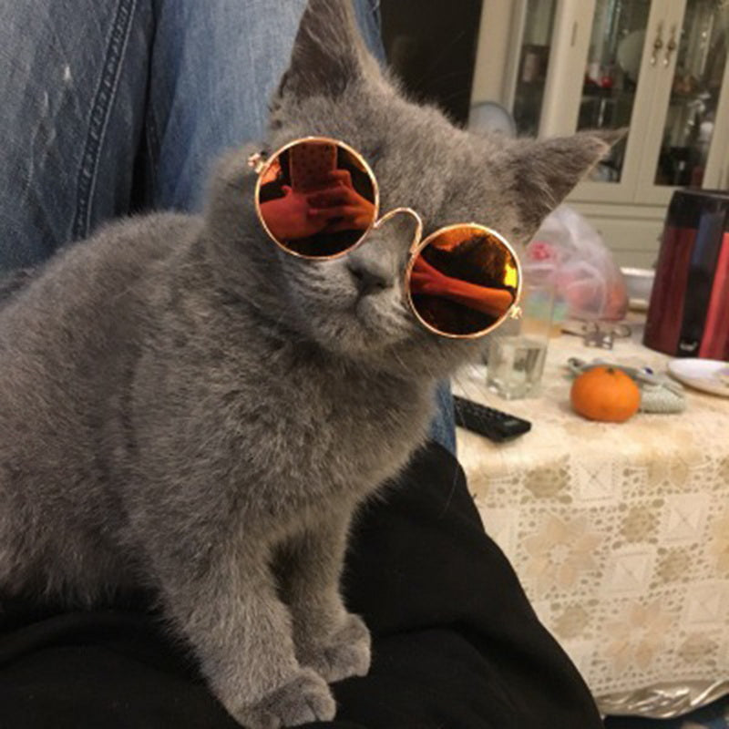 Lustige Katzenbrille für unvergessliche Fotoshootings – macht Ihr Haustier einzigartig.
