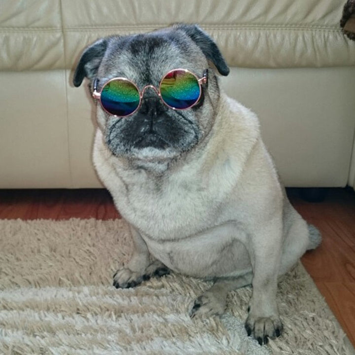 Stylische Katzenbrille in trendigem Design, ideal für modische kleine Haustiere.