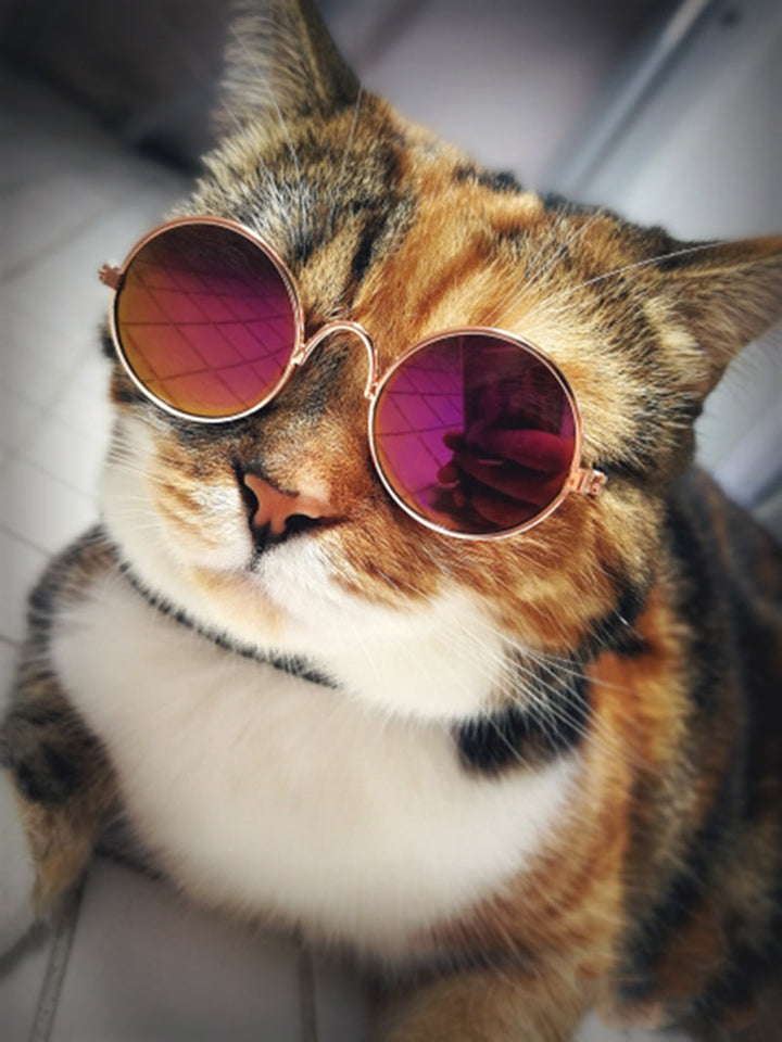 Originelles Tiergeschenk: Die trendige Katzenbrille KittyShades für stilvolle Katzen.