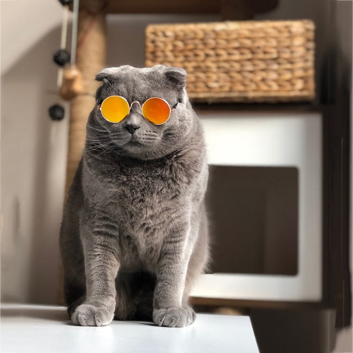 Bequeme & leichte Katzenbrille KittyShades, perfekt für kleine, modische Haustiere.