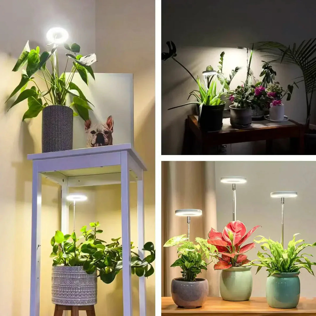 Dimmbare Vollspektrum LED Pflanzenlampe mit programmierbarem Timer, ideal für Indoor-Pflanzen und Kräuter.