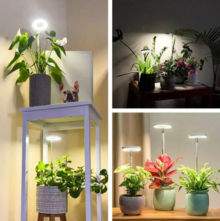 Dimmbare Vollspektrum LED Pflanzenlampe mit programmierbarem Timer, ideal für Indoor-Pflanzen und Kräuter.