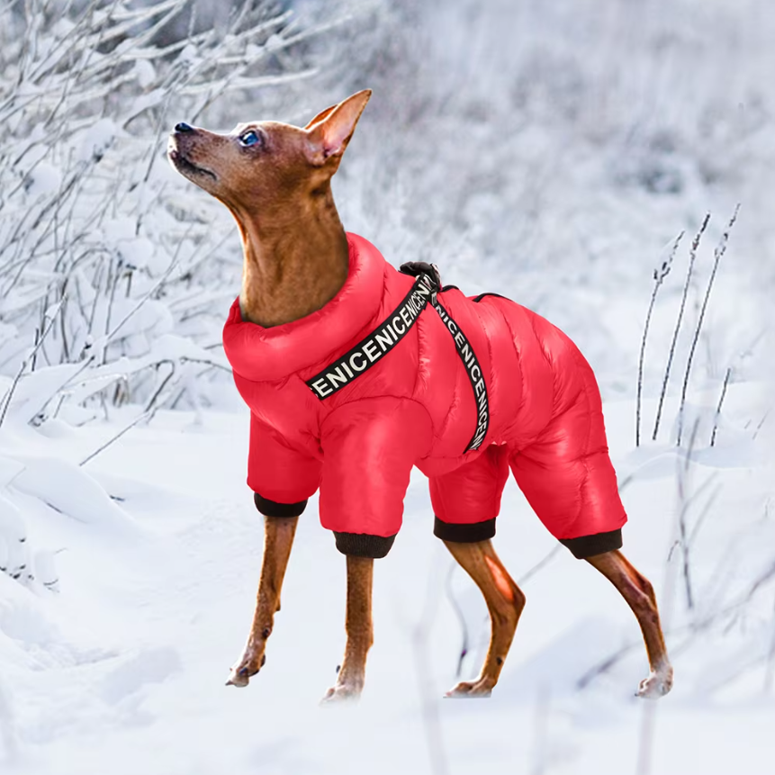 Grauer Hundewintermantel mit Geschirr an einem Hund; wasserdicht und warm für Outdoor-Abenteuer im Winter.