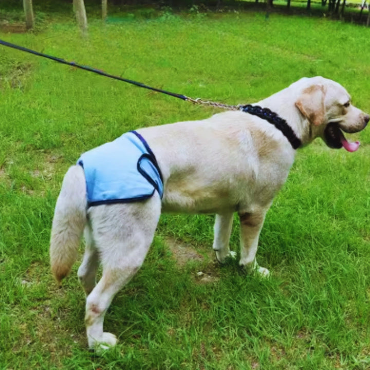 Waschbare Hundewindel für Rüden mit Klettverschluss und Schwanzöffnung für Hygiene & Schutz.