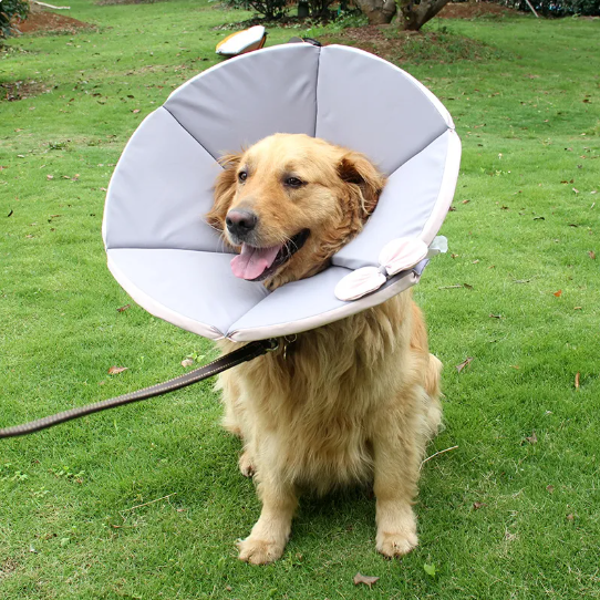 Atmungsaktiver Hundekragen für schnelle Genesung & Heilung, schützt empfindliche Stellen zuverlässig.